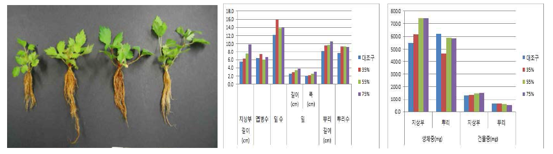 차광처리가 한라노루오줌의 발아 및 생육에 미치는 영향(좌로부터 35, 55, 75%)
