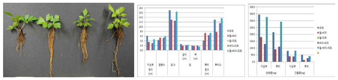 플러그 트레이 용토가 한라노루오줌의 발아 및 생육에 미치는 영향(좌로부터 Sand, Pr:V, V:Pt, Pr:V:Pt)