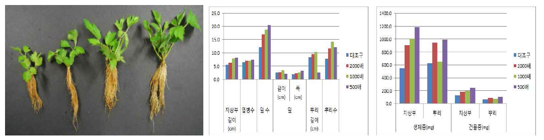 시비처리가 한라노루오줌의 발아 및 생육에 미치는 영향(좌로부터 대조구, 2000, 1000, 500배)