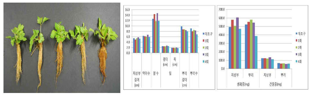 시비횟수가 한라노루오줌의 발아 및 생육에 미치는 영향(좌로부터 대조구, 1, 2, 3, 4회/주)