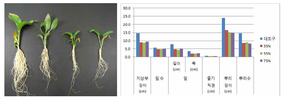 포트 육묘시 차광처리가 일월비비추‘퍼스트벨’의 생육에 미치는 영향(좌로부터 0, 35, 55, 75%)