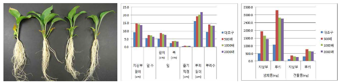 포트 육묘시 시비처리가 비비추의 생육에 미치는 영향(좌로부터 대조구, 500, 1000, 2000배)