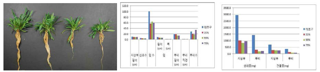 포트 육묘시 차광처리가 술패랭이(왜성)의 생육에 미치는 영향(좌로부터 0, 35, 55, 75%)