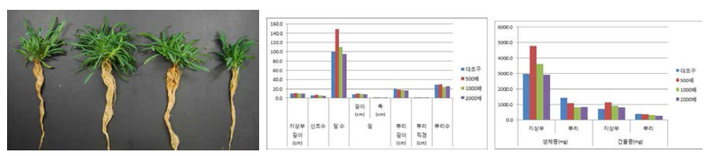 포트 육묘시 시비처리가 술패랭이(왜성)의 생육에 미치는 영향(좌로부터 대조구, 500, 1000, 2000배)