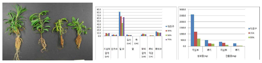 포트 육묘시 차광처리가 패랭이꽃(제주)의 의 생육에 미치는 영향(좌로부터 대조구, 35, 55, 75%)