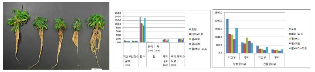 포트 육묘시 용토가 패랭이꽃(제주)의 생육에 미치는 영향(좌로부터 Sand, V:Pt, Pr:V, Pr:Pt, Pr:V:Pt)