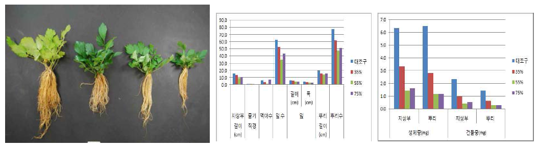 포트 육묘시 차광처리가 한라노루오줌의 생육에 미치는 영향(좌로부터 대조구, 35, 55, 75%)