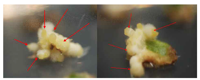 HT2015-074의 기내배양시 생장조절제 종류 및 농도처리에 의한 부정근 발생