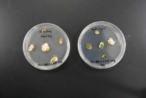 기내배양시 광조건이 HT2015-074의 캘러스 형성에 미치는 영향 (좌:암조건4주+광조건4주, 우:광조건 8주 연속)