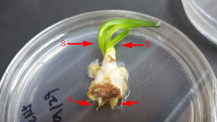 HT2015-074의 기내 경정배양시 생장조절제 종류 및 농도처리에 의한 신초 및 부정근 발생(BA 2.0 mg·L-1+NAA 5.0mg·L-1, S:shoot, R:root)