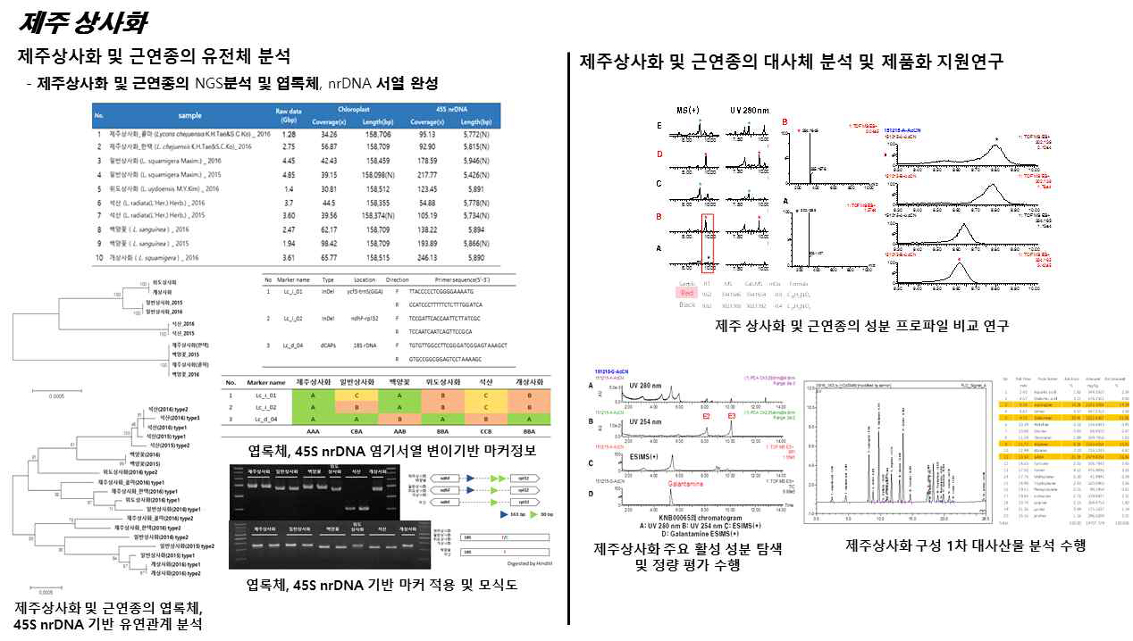 제주상사화 및 근연종에 관한 유전체, 대사체 연구결과 개요