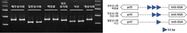 제주상사화 및 근연종 간 엽록체 염기서열 변이 지역 기반 마커 적용 및 모식도