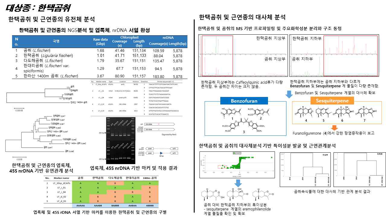 한택곰취 및 근연종에 관한 유전체, 대사체 연구결과 개요