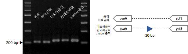 한택곰취 및 근연종 간 엽록체 염기서열 변이 지역 기반 마커 적용 (LF_i_04) 및 모식도