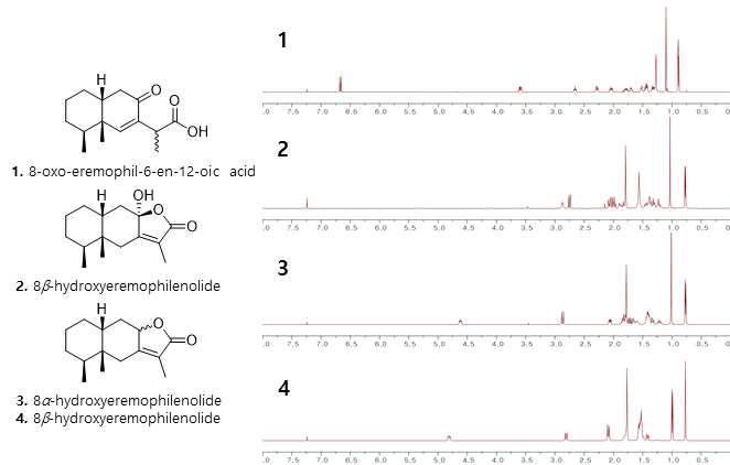 제주곰취 특이 성분 확보 (sesquiterpene 계열) 및 화합물의 1H NMR spectrum