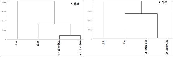 이차대사체 분석 기반 한택곰취 및 근연식물의 유연관계 분석 결과