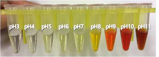 pH-dependent color change of Butein as exposed to various pHs