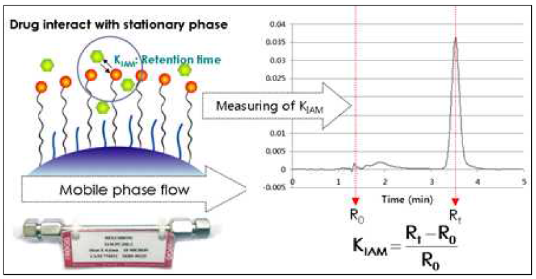 IAM chromatography column의 구조와 KIAM측정법