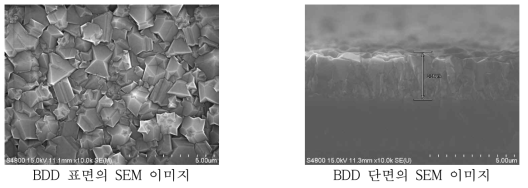 BDD의 표면 및 단면 SEM 이미지
