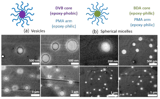 Epoxy와 성형 공중합체 혼합물의 TEM 이미지 (a) spherical micelles, (b) vesicles
