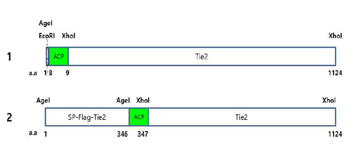 Tie2 에 ACP가 삽입되어지는 부위와 각 MCS에서의 제한효소 Tie2가 세포 표면으로 분비되어질 수 있도록 N terminal 앞부분에 signal peptide(SP)를 함께 제작하였다