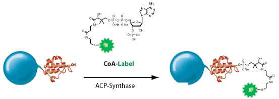 Tie2에 tag된 ACP에 488파장대의 형광물질을 지닌 Coenzyme A 를 기질로 넣고 ACP 합성 효소와 반응시켜주면 ACP에 형광기질이 결합하게 된다