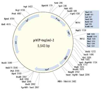 pACP-tag(m)2 vector ACP site 양쪽에 MCS 존재함