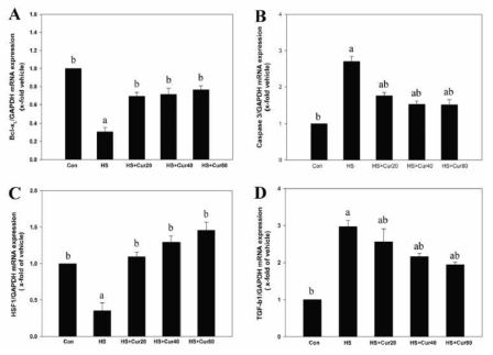 Quantitative real-time PCR analyses of anti-apoptotic B-cell lymphoma-extra large (Bcl-xL; A), apoptotic caspase 3 (B), heat shock protein factor 1 (HSF1; C), and transforming growth factor-β1 (TGF-β1; D) in mouse testes exposed to heat stress (HS) in the presence or absence of curcumin (Cur: 20, 40 and 80 mg kg−1). The results are the means ± SEM (n = 5). a: vs. normal control (Con) and b: vs. HS at P < 0.05. GAPDH was used as an internal standard to normalize the target transcript expression