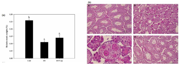 (a) Changes in testicular weights after transient scrotal heat stress (HS) and/or capsaicin (Cap) pre-treatment. The HS plus capsaicin (HS + Cap) group was given a subcutaneous administration of capsaicin (Cap; 0.33 mg kg−1) one hour prior to HS. Capsaicin pre-treatment slightly attenuated the reduction in testicular weight compared to HS alone. The results are expressed as the mean ± SEM (n = 6). Cont: normal control group. a; versus Cont or b; versus HS at p < .05. (b) Representative histopathological findings of testes with or without Cap treatment before HS in mice. The testicular section of the HS group showed a reduction in germ cell layer number, seminiferous tubule atrophy, spermatogenic cell death and increases in multinucleated giant cells (asterisks) and vacuolation. However, testicular sections treated with capsaicin before HS showed almost normal-shaped testicular tubules. (a) normal control group, (b) HS alone group, (c) enlarged picture of rectangular area in b, (d) HS + Cap group. H&E stain