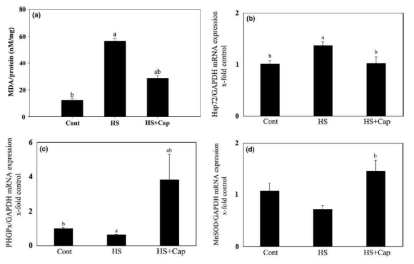 Protective effect of capsaicin (Cap) against oxidative stress induced by heat stress (HS) in mice testes. The lipid peroxidation (malondialdehyde, MDA) levels in the HS group were significantly higher than those of the control group (Cont). In contrast, administration of capsaicin (HS + Cap) significantly decreased the level compared to the HS group (a). Quantitative real-time PCR analyses of heat shock 70 kDa protein 1 (Hsp72; b), phospholipid hydroperoxide glutathione peroxidase (PHGPx; c) and manganese superoxide dismutase (MnSOD; d). Hsp72 mRNA was significantly increased in the HS group, which was significantly diminished by capsaicin pre-treatment. The levels of PHGPx and MnSOD mRNA in the HS group were lower than those of the control group, but were remarkably recovered by pre-treatment with capsaicin compared to the HS group. Data represent the mean ± SEM. a: versus Cont at p < .05 and b: versus HS at p < .05