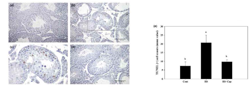 Protective effect of capsaicin against apoptotic cell death induced by heat stress (HS) in mice testes. Apoptotic changes in spermatogenic cells induced by HS were analysed in seminiferous tubules by TUNEL assay. Apoptotic reaction was mainly observed in the nuclei of spermatocytes, spermatids and multinucleated giant cells induced by HS (b and c). However, these apoptotic cells were greatly reduced by capsaicin pre-treatment (d). The apoptotic cells were counted under high-powered fields (×400, 3 different unit areas in each group, randomly). (a) normal control group, (b) HS alone group, (c) enlarged picture of the area of B, (d) HS + Cap group, and (e) TUNEL-positive cell counts (mean ± SEM). Scale bar: 100 μm