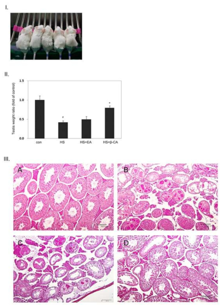 I. Single, transient scrotal heat stress (HS). Mice were subjected to a single heat stress of 43°C for 20 min on day 7 of the 2 week-experimental period. Each animal was anesthetized and the lower half of the body (hind legs, tail, and scrotum) was submerged in a water bath. II. Effects of β-carotene (β-CA) or ellagic acid (EA) on HS-induced testicular weight changes. EA and β -CA were administered orally and intraperitoneally, respectively, once a day for 2 weeks and relative testicular weight was measured on day 7 after HS. Data represent the means ± SEM (n=20). #;vs.normalcontrol(con)group.*;vs.HSgroupatP < 0.05. III. Preventive effects of β-CA or EA against spermatogenic disorders induced by exogenous scrotal HS. Haematoxylin and eosin-stained testes from th normal control group (A), HS group (B), HS plus EA group (C) and HS plus β-CA group (D). The testes exposed to HS showed multinucleated giant cells and atrophic spermatogenic cells, small to large vacuoles and irregular spaces in seminiferous tubules, thickened basal membranes, and degenerative Leydig cells in interstitial tissues. However, when mice were pre- and post-treated with β-CA under HS, testes revealed almost normal features (D), although severe spermatogenic disorders were observed in the HS plus EA group (C). Bar: 100μm