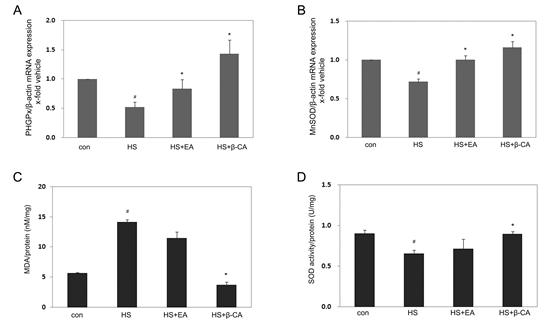 Expression levels of PHGPx (A) and MnSOD (B) mRNA, lipid peroxidation levels (C), and SOD activity levels (D) in testes followed by exogenous scrotal heat stress (HS) and/or β-carotene (β-CA) or ellagic acid (EA) treatment. The MDA levels in the HS group were significantly higher than those of the control (Con) group. In contrast, co-treatment with β-CA led to a significant decrease in MDA levels relative to the HS group. The PHGPx and MnSOD mRNA and SOD activity levels in the HS group were significantly lower than those of the control (Con) group, but were remarkably recovered by co-treatment with β-CA or EA compared to the HS group (D). Data represent the mean ± SEM (n=10). #;vs.congroup.*;vs.HSgroupatP < 0.05