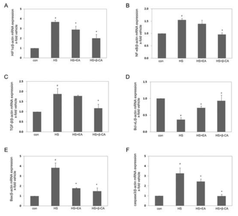 Quantitative real-time PCR analyses for mRNAs of hypoxia and apoptosis modulating proteins: HIF-1a (A), NF-κB (B), TGF-β1 (C), Bcl-xL (D), Bax (E), and caspase 3 (F) followed by exogenous scrotal heat stress (HS) and/ or β-carotene (β-CA) or ellagic acid (EA) treatment. Bcl-xL mRNA level was decreased by HS, but when co-treated with EA or ß-CA, mRNA levels recovered significantly relative to the HS group. Moreover, mRNA levels of HIF-1α, NF-κB, TGF-ß1, Bax, and caspase 3 were significantly upregulated after HS stimulation, but co-treatment with EA or ß-CA significantly reduced the elevated mRNA expression of hypoxia and apoptosis-related proteins. Data represent the mean ± SEM (n=10). #; vs. con group. *; vs. HS group at P < 0.05