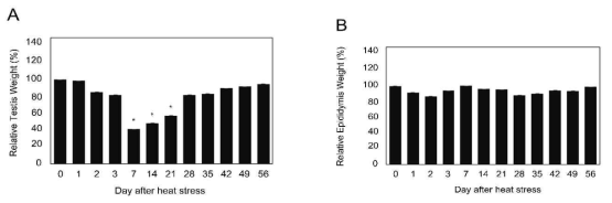 Relative testis (A) and epididymis (B) weights (%) after heat stress. ICR mice were sacrificed on 0, 1, 2, 3, 7, 14, 21, 28, 35, 42, 49 and 56 days after heat stress for 15 min at 4 3℃. Values are mean ± SEM. P < 0.05. ( * ) Significant difference among each heat stress group vs non-heat treated group (0 day)