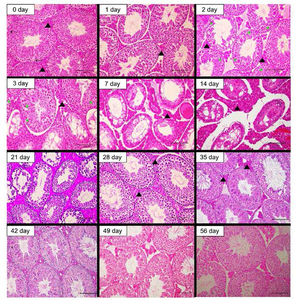 Representative histopathological examinations in mouse testes after heat exposure. Seminiferous epithelium loosen and density of spermatocyte reduced in parallel with germ cell depletion were observed from day 1 to day 14. Not only vacuolation of seminiferous epithelium were formed and Leydig cell density were decreased, but also multinucleated giant cells were detected in some tubules from day 3 to day 14. H bar: 100 m