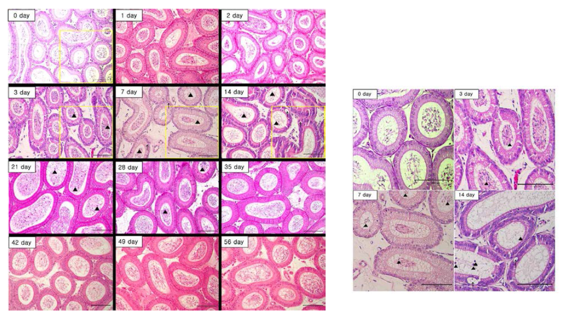 Representative histopathological examinations in mouse epididymis (caput) after heat exposure. Cell debris (arrowheads), vacuolation (arrow) were observed on the caput of epididymis. H bar: 100 m. Representative histopathological examinations in mouse caput epididymis (yellow rectangles). On days 3, 7, and 14, Vacuolation (arrow) and cell debris (arrowheads) was observed