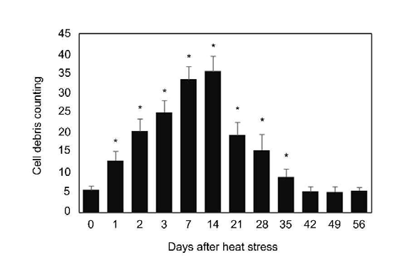 Cauda epididymis after heat exposure. Cell debris counting in the mouse cauda epididymis after heat exposure. Values are mean ± SEM. P < 0.05. ( * ) Significant difference among each heat stress group vs non-heat stress treated group (0 day) at P < 0.05 (n= 10). Cell debris size: 29.4 ~339.4㎛2, epididymal duct size: 9285.0 ~ 50081.6 ㎛2