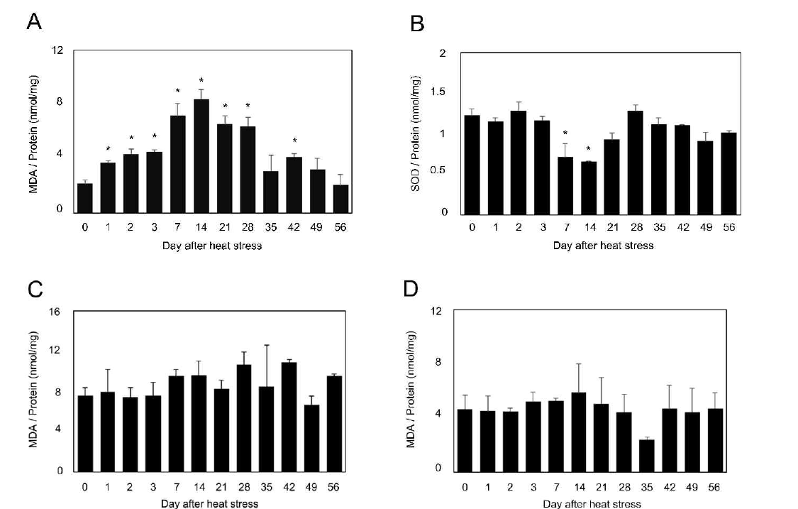 Lipid peroxidation (A) and superoxide dismutase activity (B) induced by heat stress in mouse testes. Lipid peroxidation induced by heat stress in mouse cauda epididymis (C) and caput epididymis (D). Values are the mean ± SEM. (n=5). ( * ) Significant difference among each heat stress group vs non-heat stress treated group (0 day) (P < 0.05)