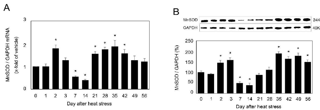 MnSOD mRNA (A) and protein (B) levels in mouse testes after heat stress. Values are the mean ± SEM. (n=5). ( * ) Significant difference among each heat stress group vs non-heat stress treated group (0 day) (P < 0.05)