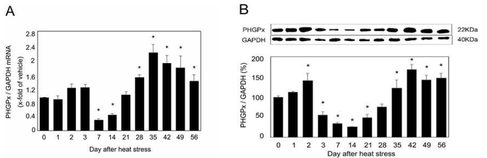 PHGPx mRNA (A) and protein (B) levels in mouse testes after heat stress. ( * ) Significant difference among each heat stress group vs non heat stress treated group (0 day) (P < 0.05). Values are the mean ± SEM. (n=5)