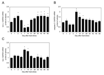 Quantitative real-time PCR analysis of apoptosis- relating enzymes in mouse testes heat stress. A: bcl-XL. B: caspase 3. C: bax. Values are mean ± SEM. (n = 5). ( * ) Significant difference among each heat stress group vs 0 day as evaluated by one-way ANOVA at (P < 0.05)