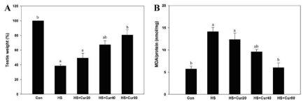 Relative testis weight ratios (A) and protective effects of curcumin (Cur) against oxidative damage induced by heat stress (HS) in mouse testes (B). Adult mice were administered 3 different doses of Cur (20, 40, or 80 mg per kg per day) orally for 14 consecutive days. During treatment, mice were subjected to transient scrotal HS at 43 °C for 20 min on day 7, and their testes were collected on day 14. The testis weight in the HS group decreased significantly relative to the control group, but the testis ratios in all Cur co-treatment groups were significantly higher than those of the HS group, and these increases were dose-dependent (A). Lipid peroxidation was evaluated by using malondialdehyde (MDA) concentrations (B). Mouse testes exposed to HS alone exhibited a significant increase in the MDA level relative to the control group. However, co-treatments with Cur led to a remarkable reduction in this MDA level in a dose-dependent manner, with the highest dose resulting in almost normal control levels. The results are the means ± SEM (n = 5). Significant differences between each treatment group vs. normal control (Con; a) or HS (b) group were evaluated by one-way ANOVA followed by Tukey’s multiple comparison test at P < 0.05