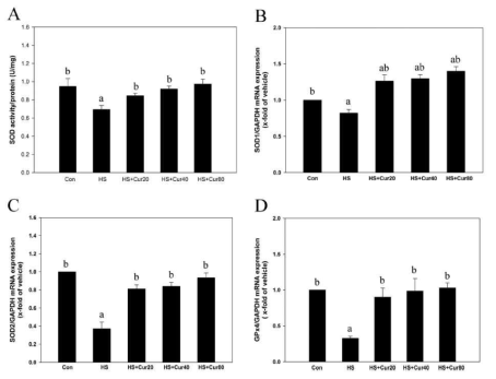 Quantitative real-time PCR analyses of anti-apoptotic B-cell lymphoma-extra large (Bcl-xL; A), apoptotic caspase 3 (B), heat shock protein factor 1 (HSF1; C), and transforming growth factor-β1 (TGF-β1; D) in mouse testes exposed to heat stress (HS) in the presence or absence of curcumin (Cur: 20, 40 and 80 mg kg−1). The results are the means ± SEM (n = 5). a: vs. normal control (Con) and b: vs. HS at P < 0.05. GAPDH was used as an internal standard to normalize the target transcript expression