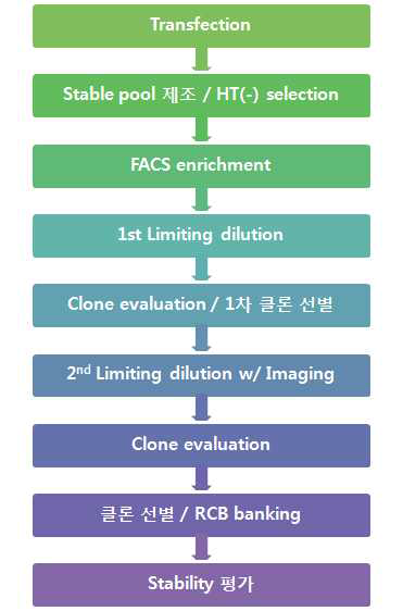 세포주 제작 과정 정리