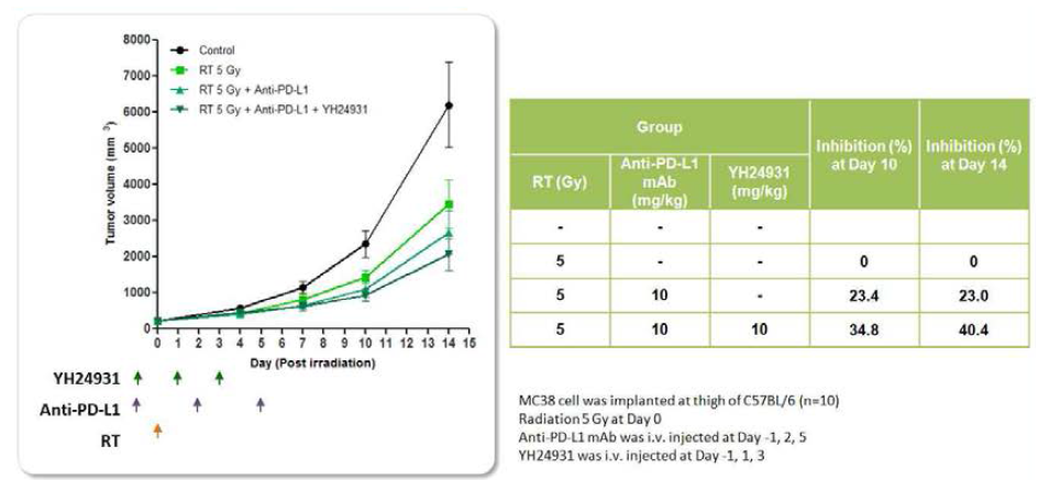 MC38 syngeneic model에서의 YH24931과 RT, Anti-PD-L1 mAb 병용에 대한 항암 효력 평가