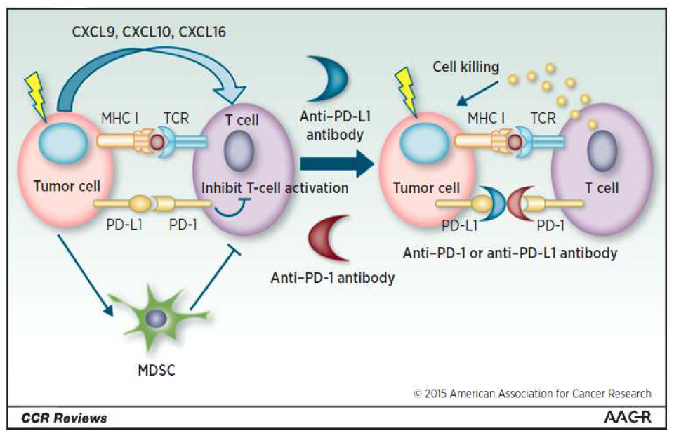 Anti-PD-1, anti-PD-L1 immune checkpoint inhibitor의 작용기전
