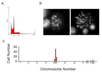 실험관내 반복계대 배양에 의한 마우스 배아줄기세포의 tetraploid cells의 형성. 마우스 배아줄기세포를 feeder free gelatin coated dish에서 25 passage동안 계대배양한 후 세포주기 (A), 대표적인 metaphase에서의 diploid cells (B의 왼쪽) 및 tetraploid (B의 오른쪽)의 염색체 양상 및 전체 cell population에서의 metaphase에서의 염색체 수 분포 (C)를 측정