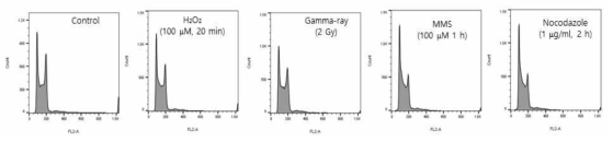 여러 종류의 DNA damage agents에 의한 tetraploidization 유도. 정상 마우스 배아줄기세포에 100 μM H2O2 2 시간, 2 Gy gamma ray, 100 μM methyl methanesulfonate 1 시간, 1 mg/ml Nocodazole 2 시간 처리한 후 48 시간 후에 DNA content양을 측정