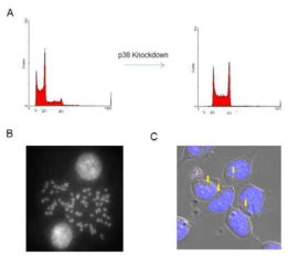 p38의 knockdown에 의한 마우스 배아줄기세포의 tetraploid cells의 형성. 정상 및 p38 knockdown 마우스 배아줄기세포를 feeder free gelatin coated dish에서 25 passage 동안 계대배양한 후 DNA 양 (A), p38 knockdown 마우스 배아줄기세포의 metaphase에서의 염색체 양상 (B) 및 p38 knockdown 마우스 배아줄기세포의 centrosome을 염색함